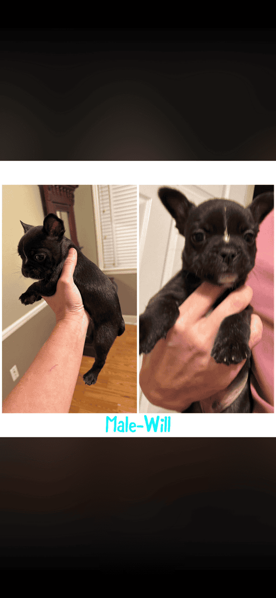Frenchie/Boston terrier image 1