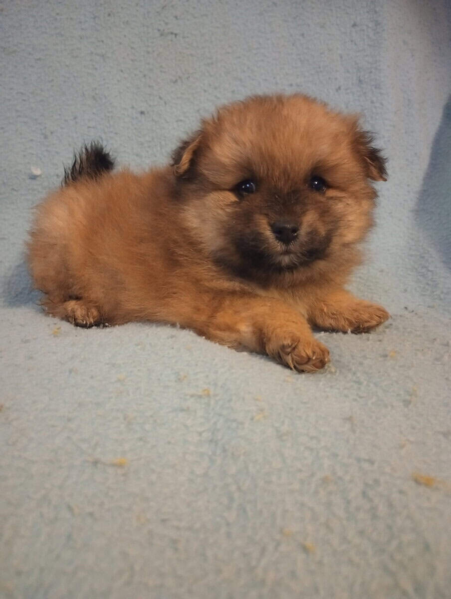 Purebred pomeranian puppies 2 boys 2 girls $650 image 4