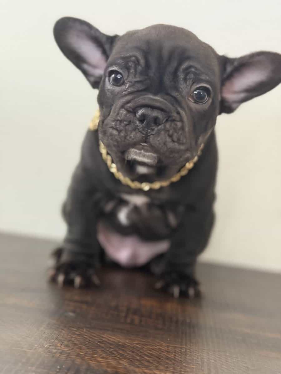 French bulldog image 5