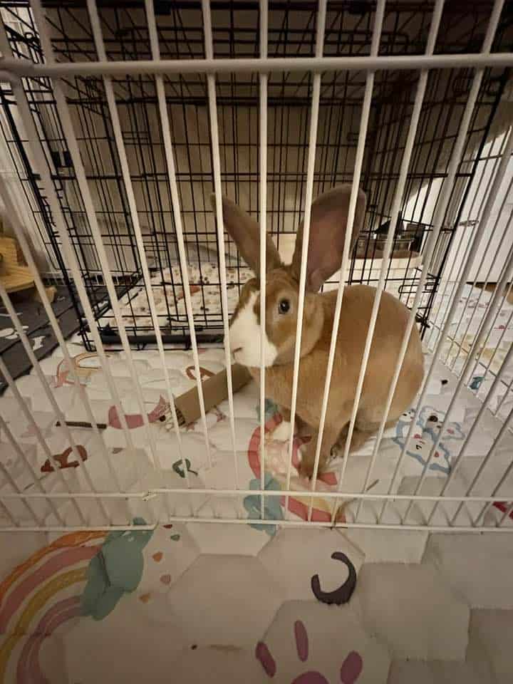 Year old Male Mini Rex Rabbit image 1