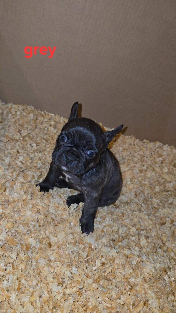 French Bulldog puppies image 3