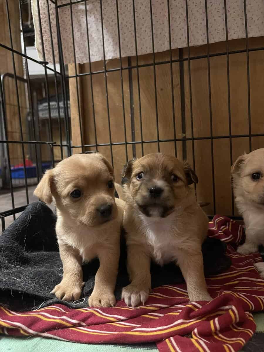 Chipoo pup in need of a loving home image 6