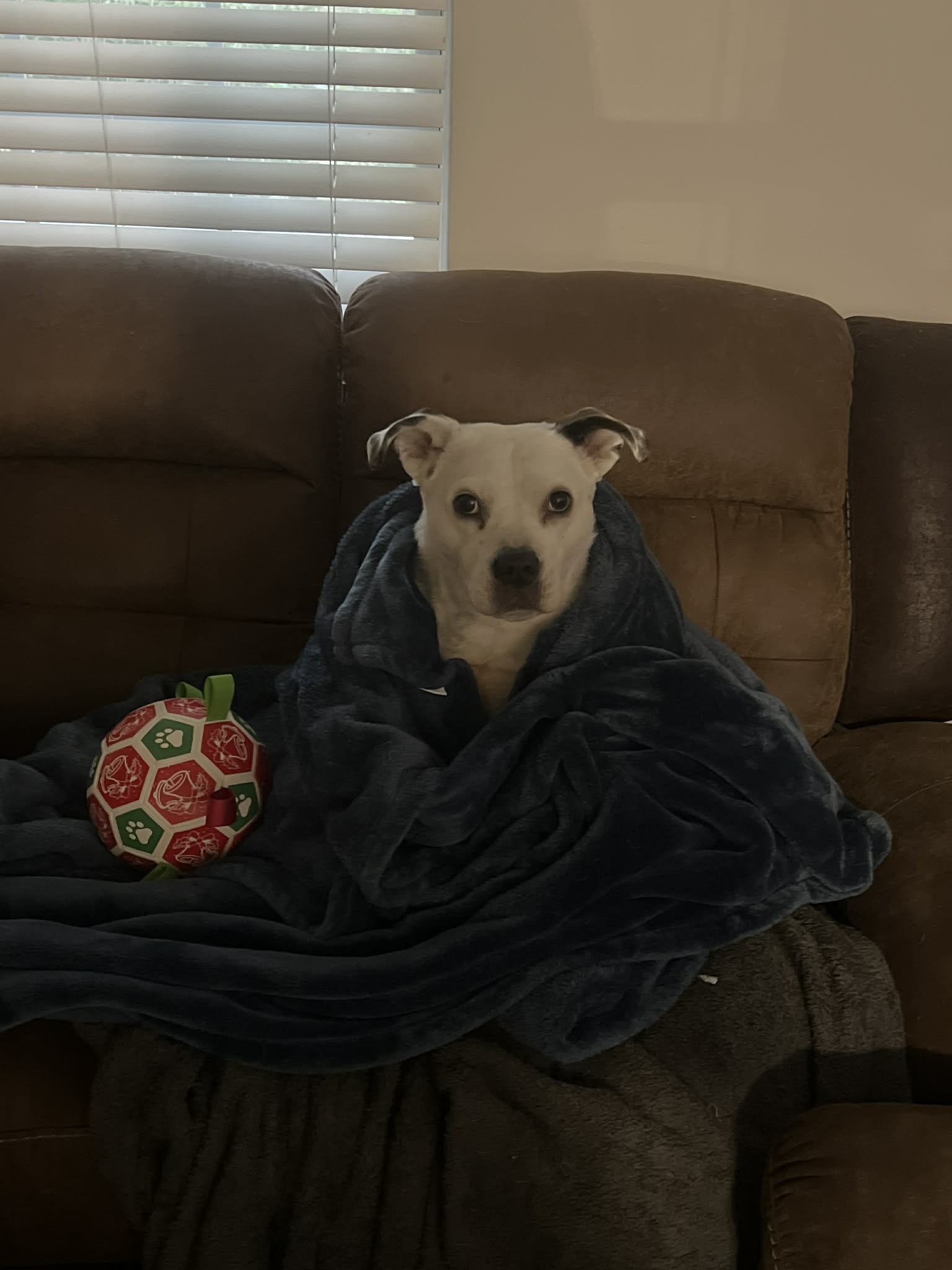 Dog image 6