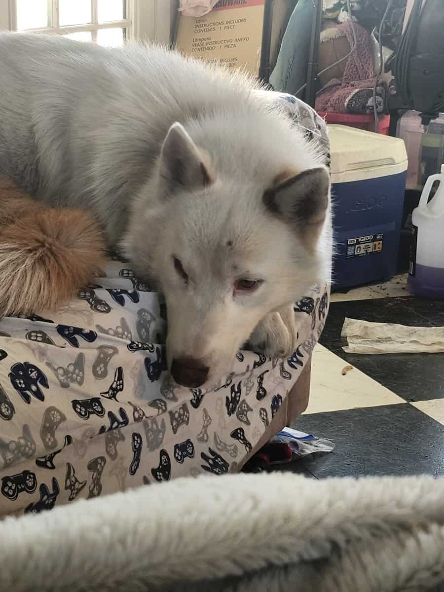 AKC Registered 3 yr old Husky image 2