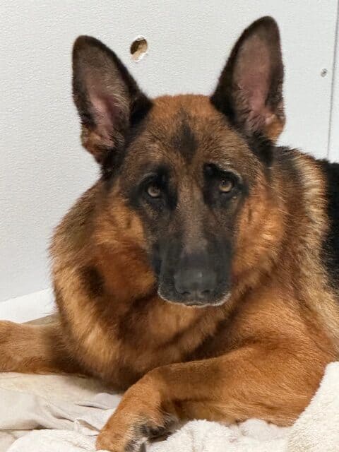 WGSL German Shepherd Puppies image 4