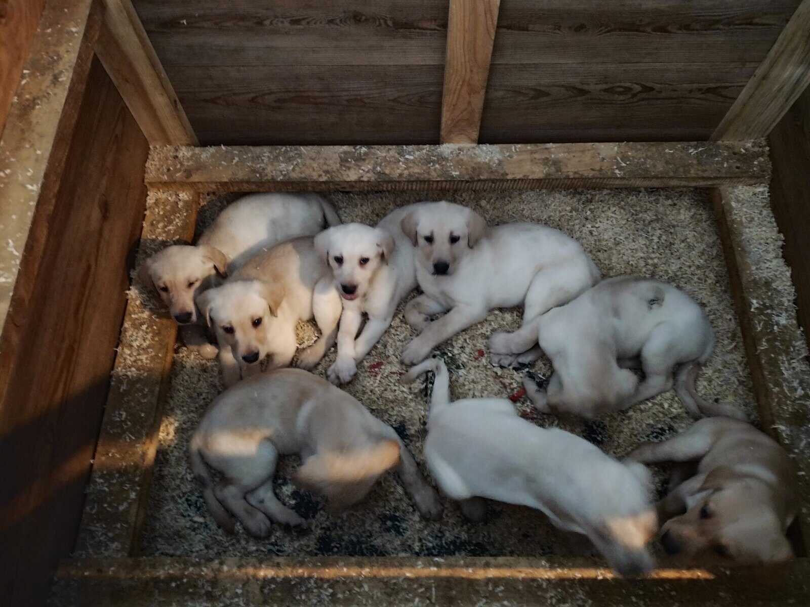 Akc yellow and 1 black puppies. 9 weeks .vaccinate image 1