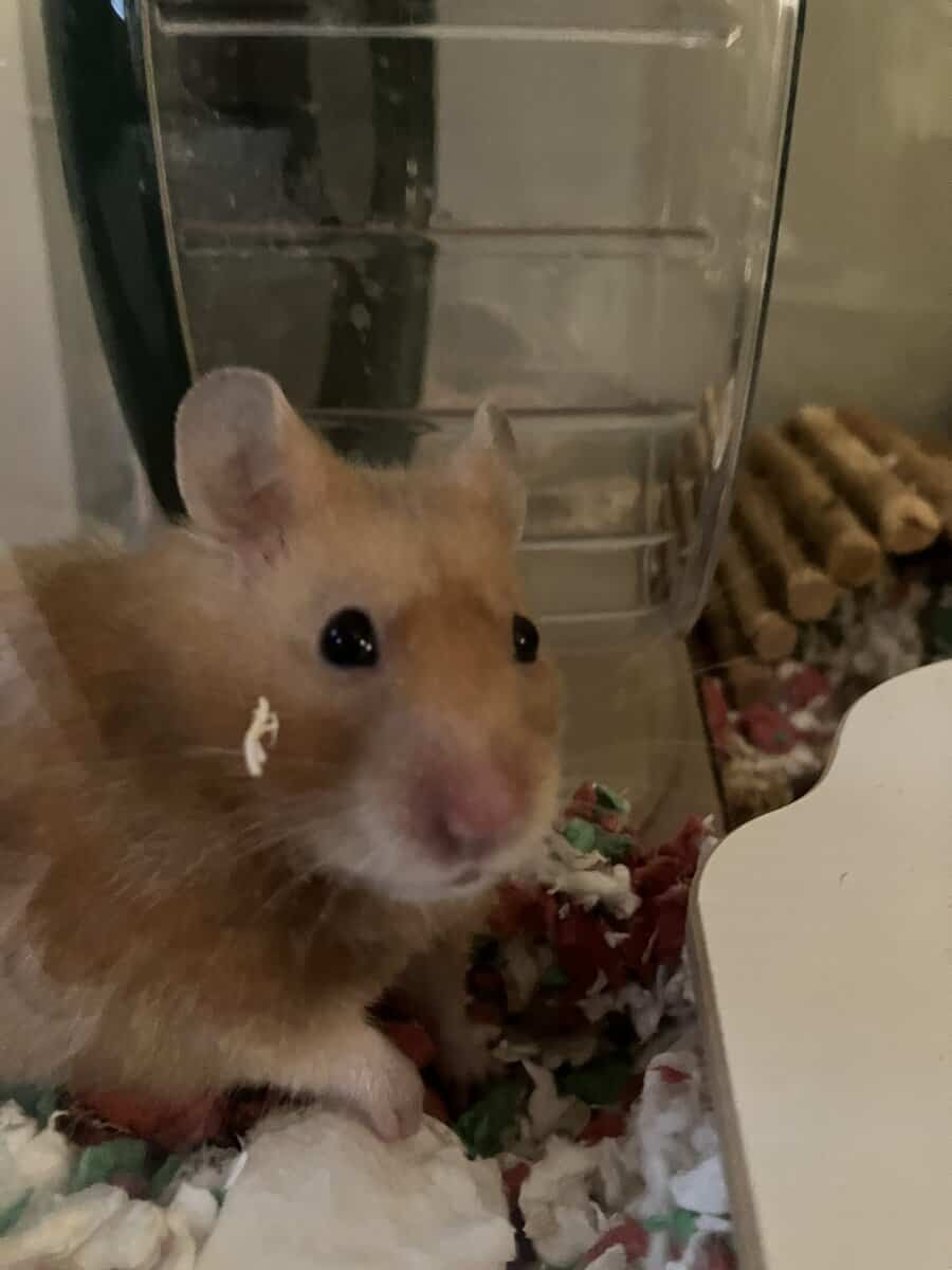 Female Syrian Hamster image 3