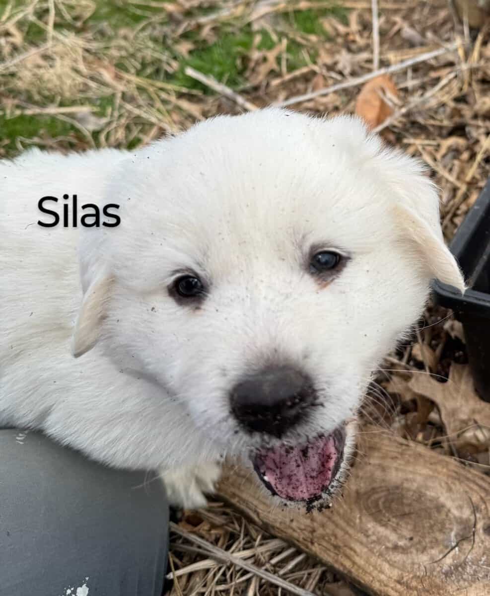 1yr old Great Pyrenees male pup image 6
