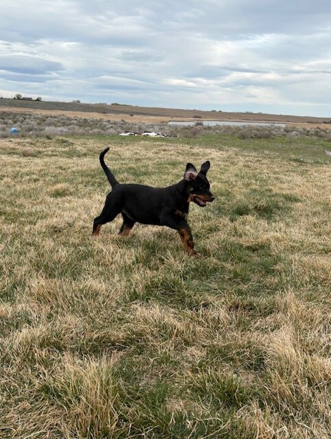 Purebred female Rottweiler Puppies image 2