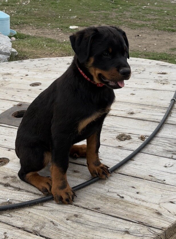 Purebred female Rottweiler Puppies image 1