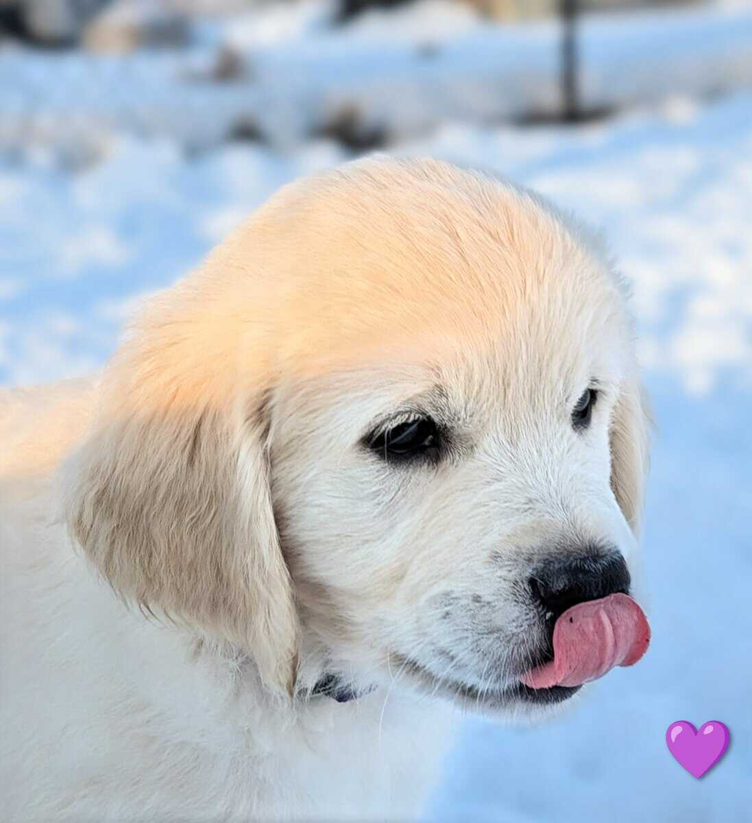 English Cream Golden Retriever Puppies image 3