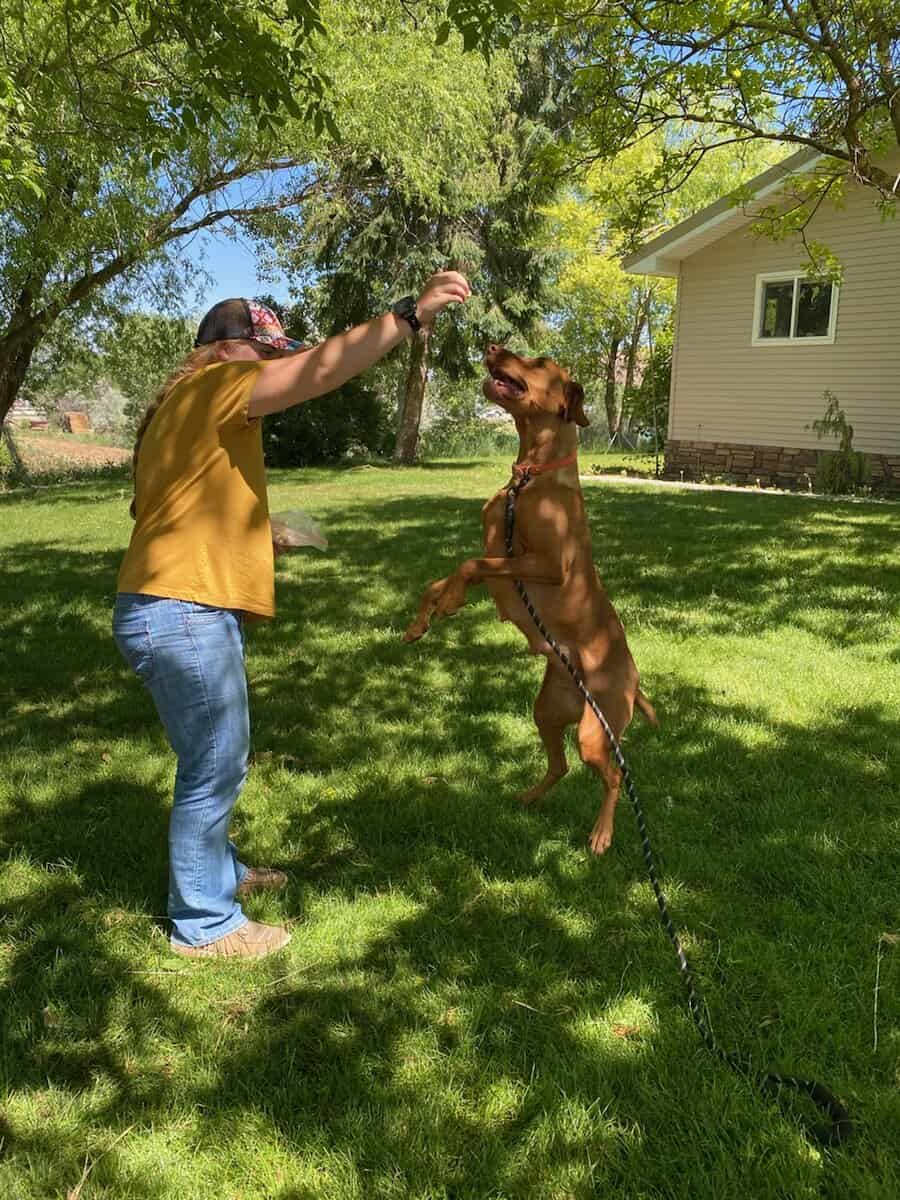 AKC Registered Vizsla Puppies image 12