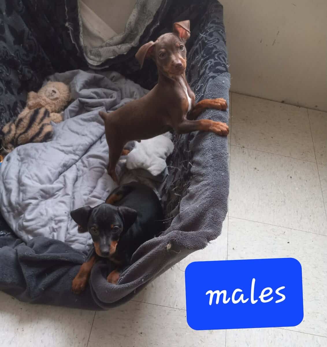 Min pin puppy image 1