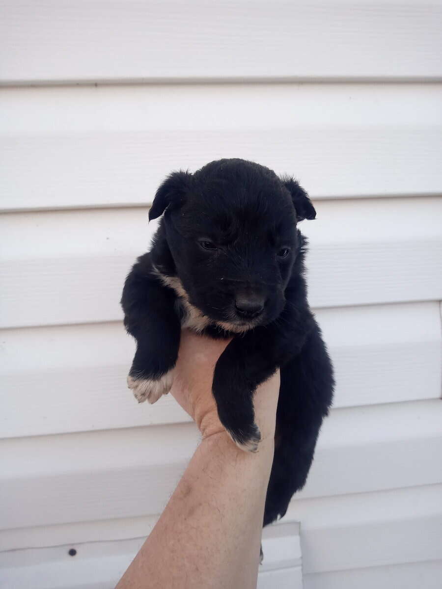 Border collie golden Retriever mix puppies image 2