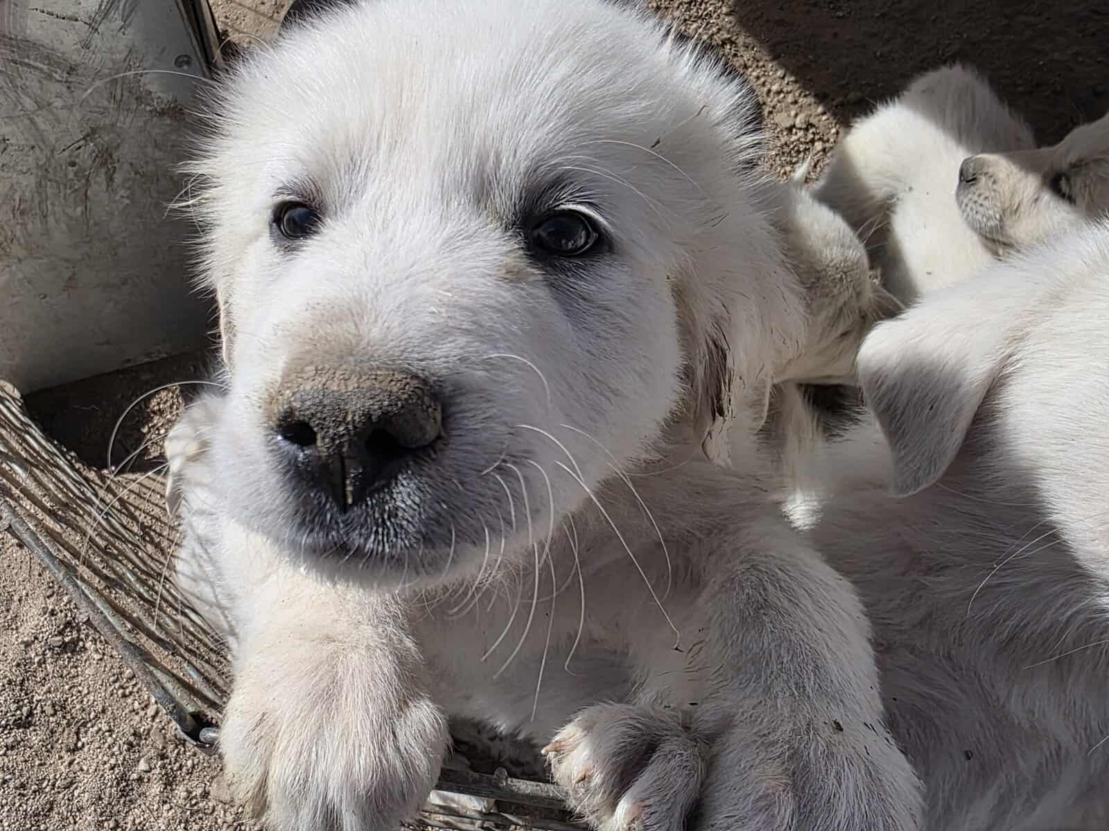 Great Pyrenees/Anatolian Puppies image 5