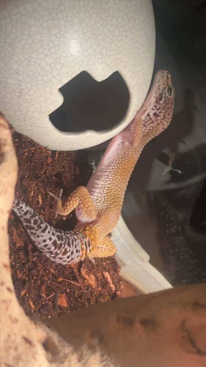 Leopard Gecko image 2