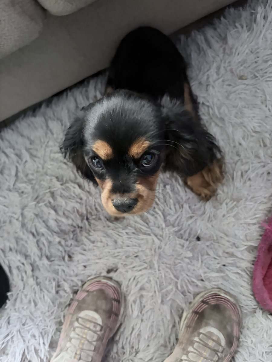 Puppies image 4