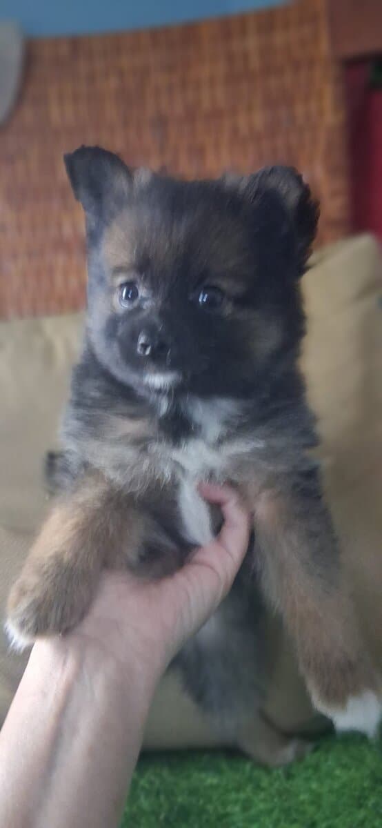 Pomeranian puppy Alfie image 1