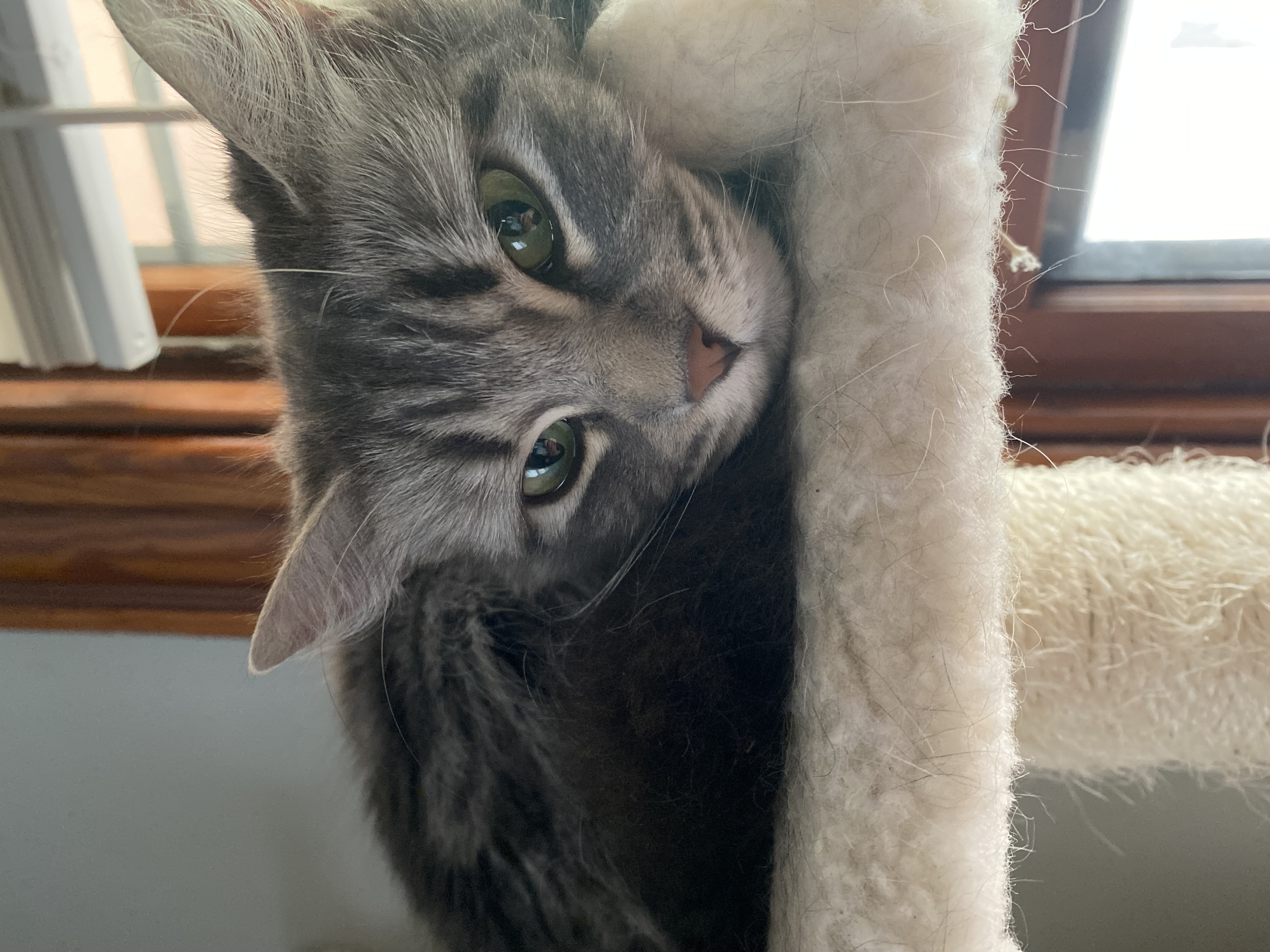 Female Cat image 2