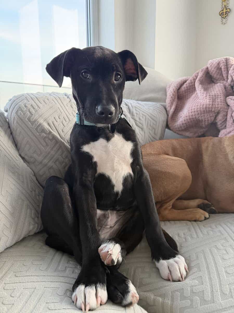 Adoptable Licorice Needs A Home image 9