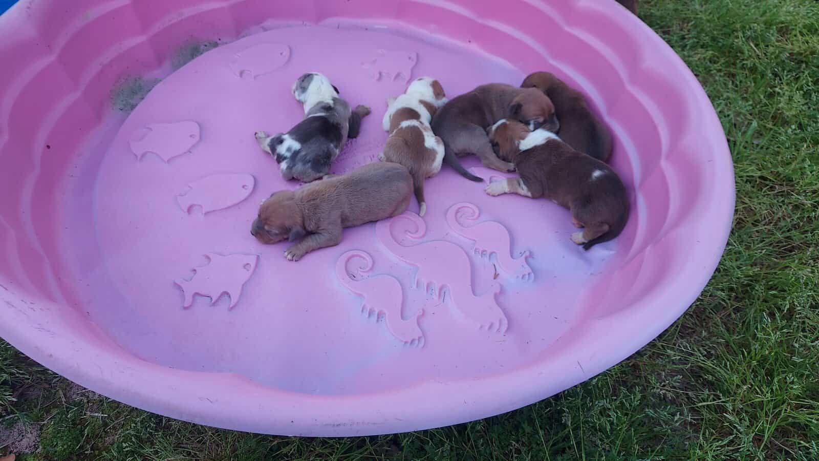 NALC Catahoula Puppies image 2