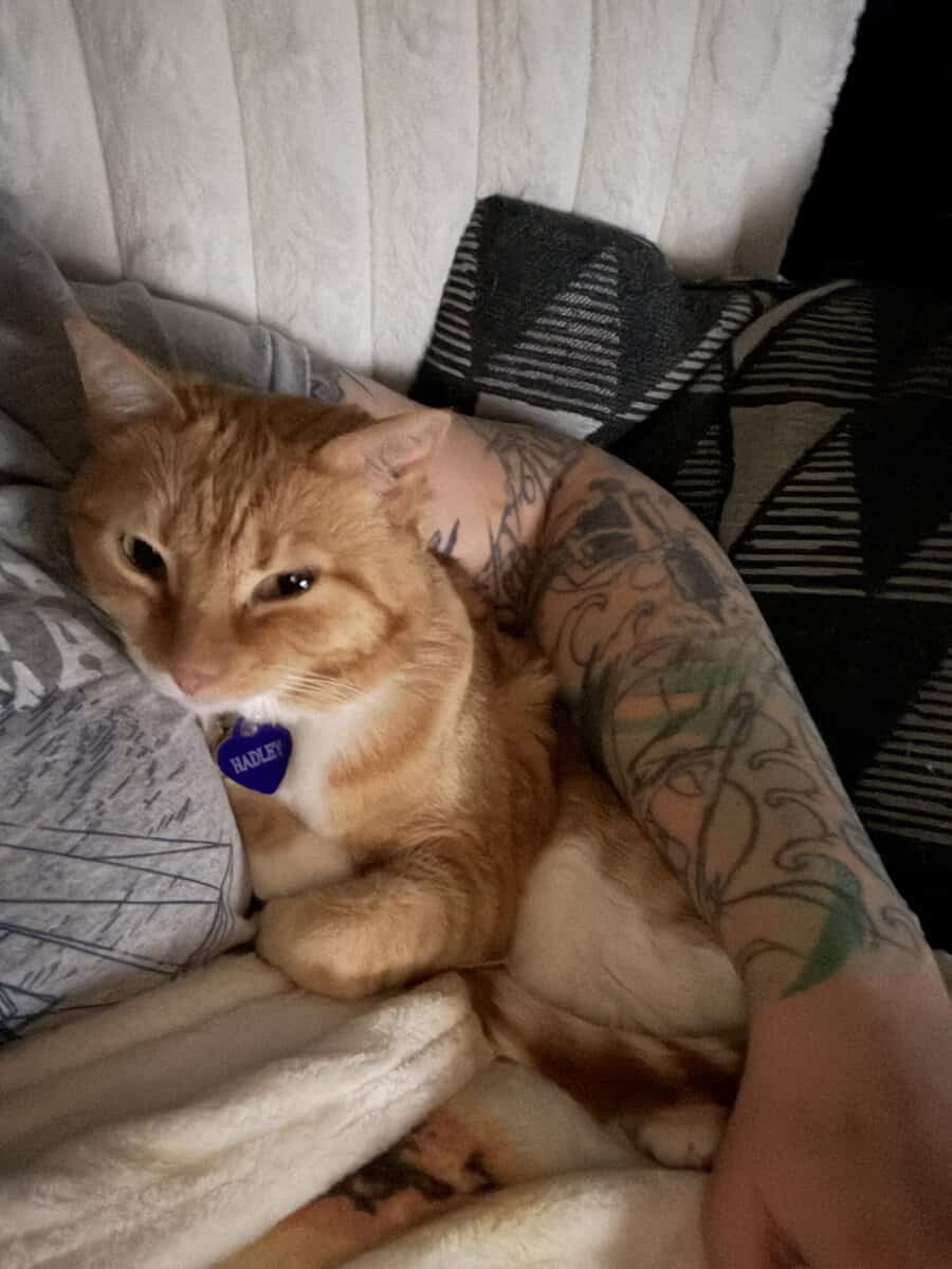 Cute, cuddly orange tabby image 1