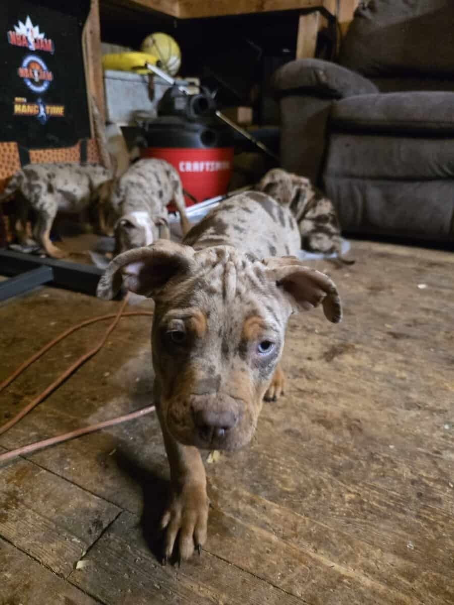 XL AMERICAN BULLY CHOCOLATE MERLE TRI image 2