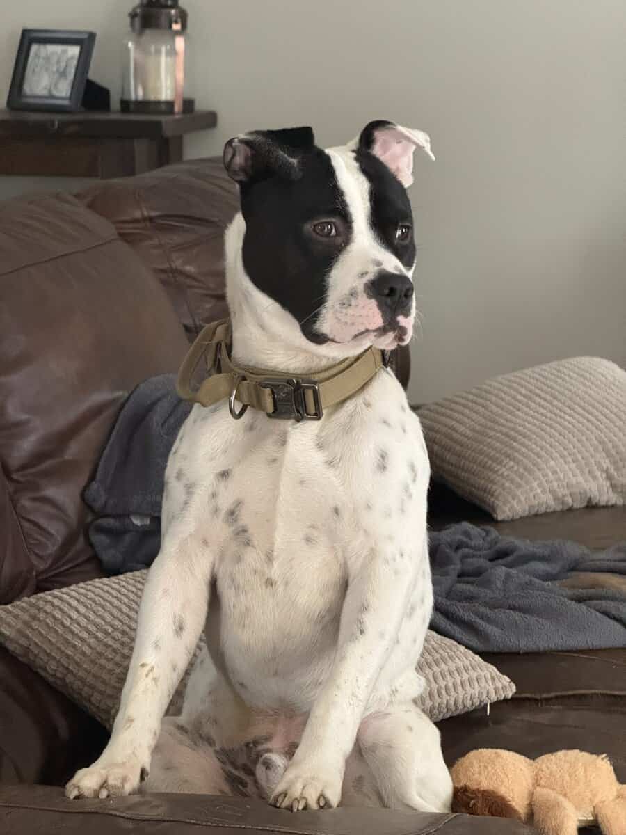 Bugsy - Pitty Mix - 9/10 Months Old image 5