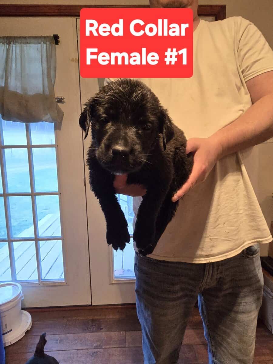 Cane Corso Belgian Malinois Puppies image 1