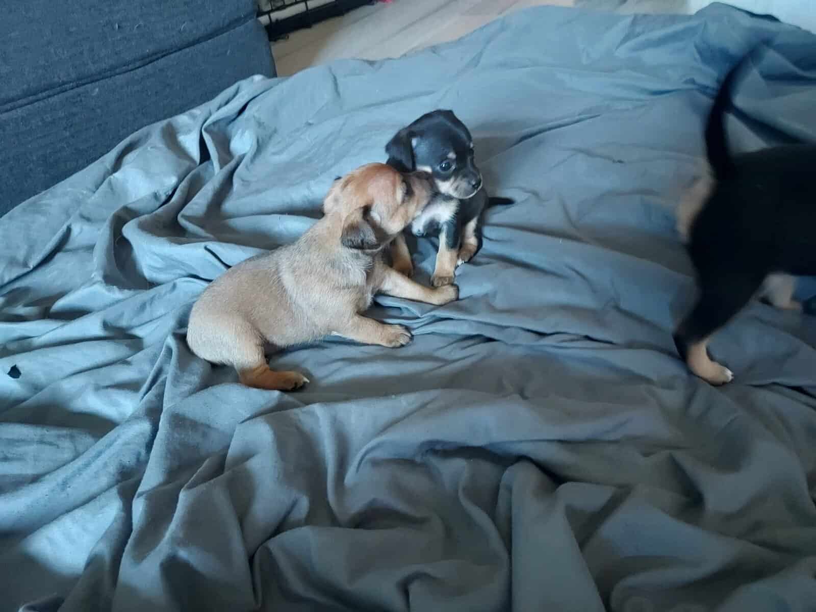 Very cute Jackchi puppies image 9