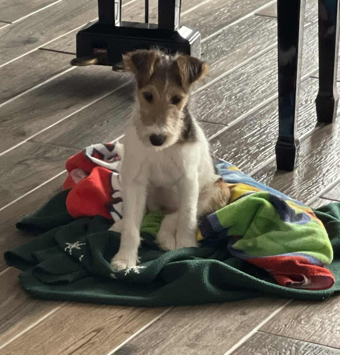 AKC Wire Fox Terrier image 3