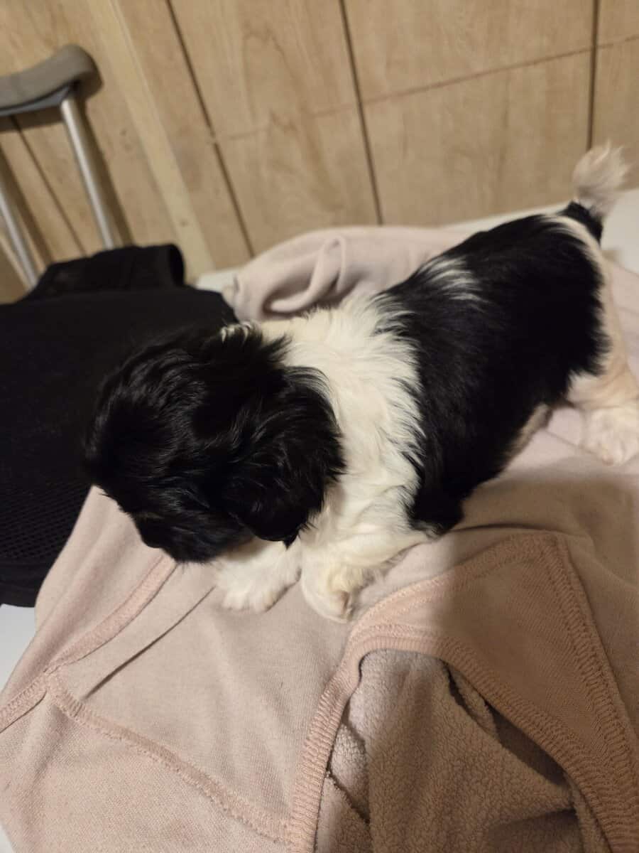 Parti yorkies male purebred image 4