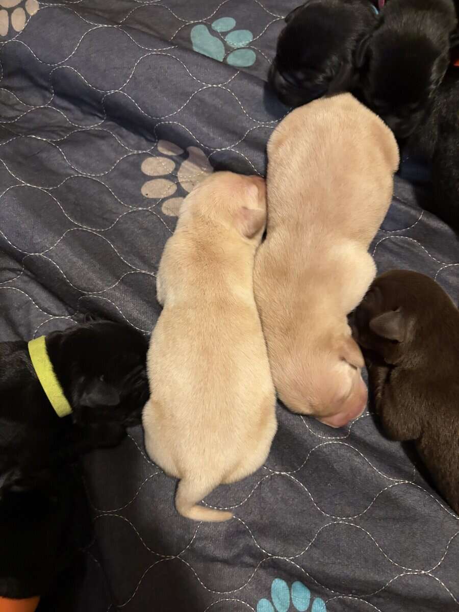 AKC Labrador Retrievers image 1