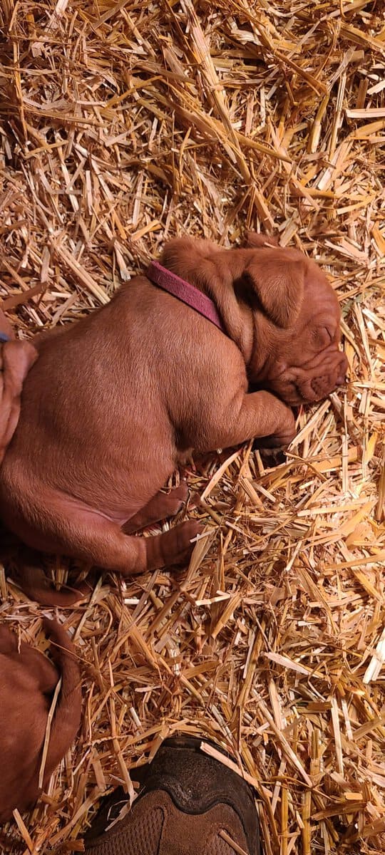 AKC Registered Vizsla Puppies image 6