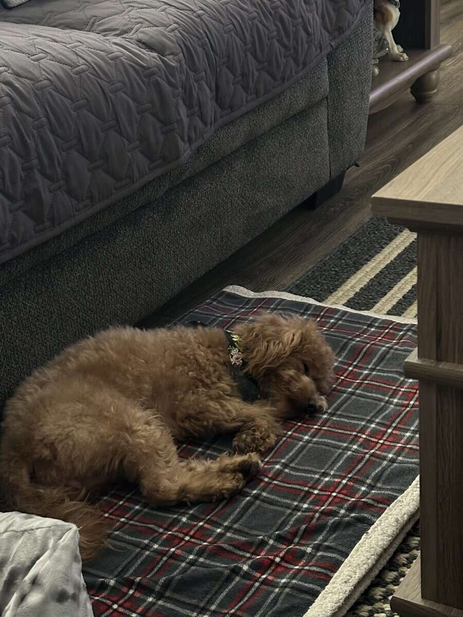 Female-Maltipoo image 3