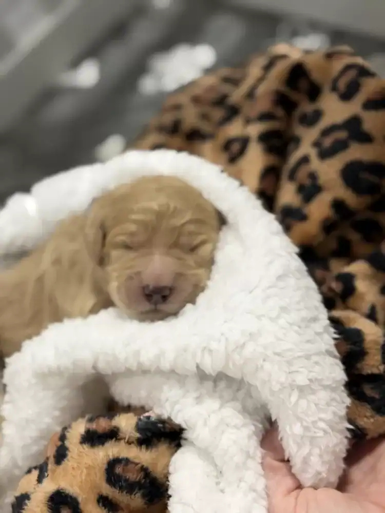 Goldendoodle pups image 4