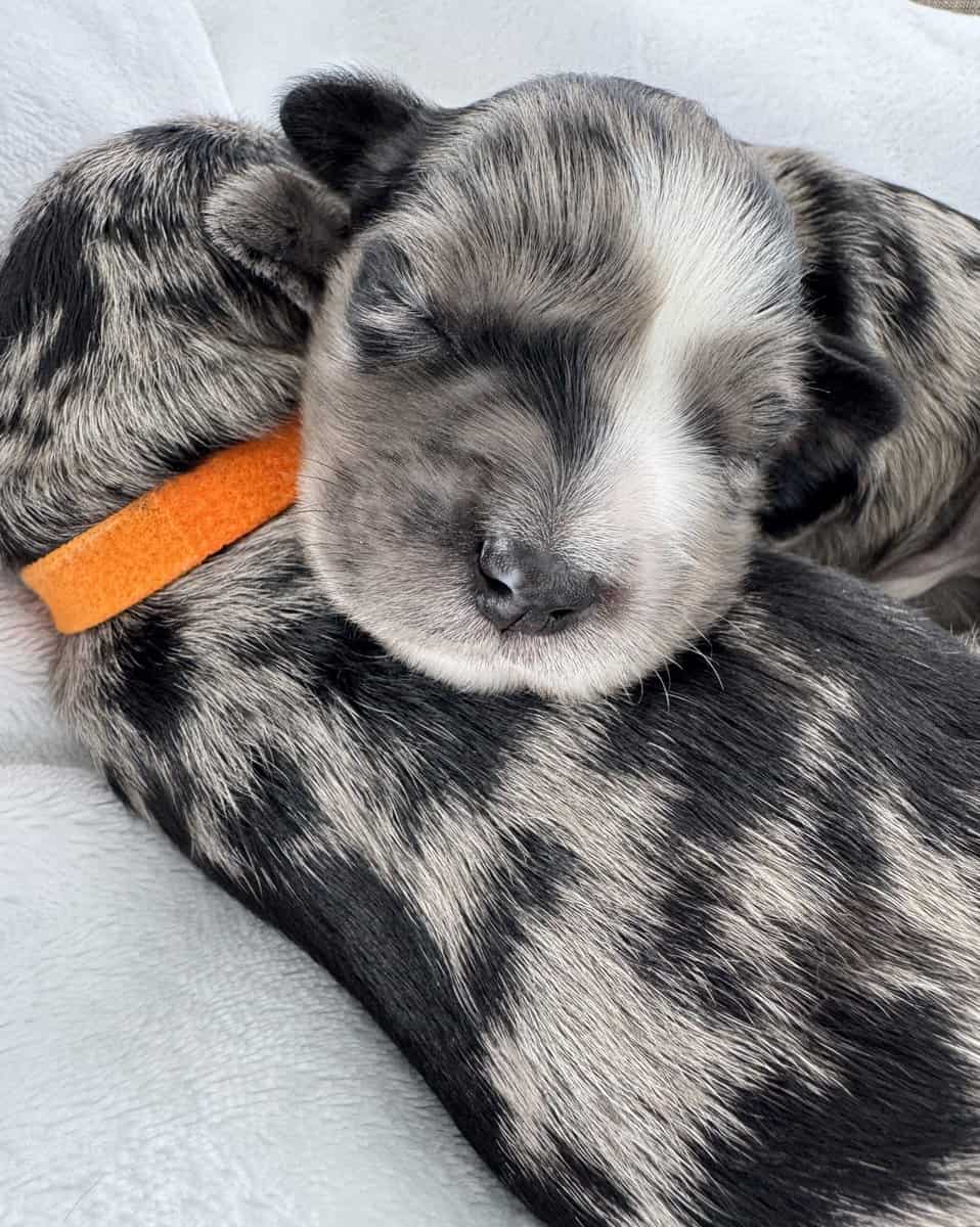 Merle Male Miniature Schnauzer image 1