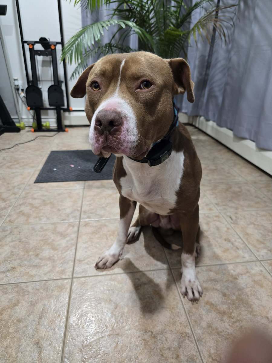 2yr old Pit Bull Terrier image 2
