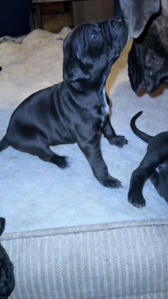 Purebred Cane Corso xGerman Shorthair Pointer (VA) image 14