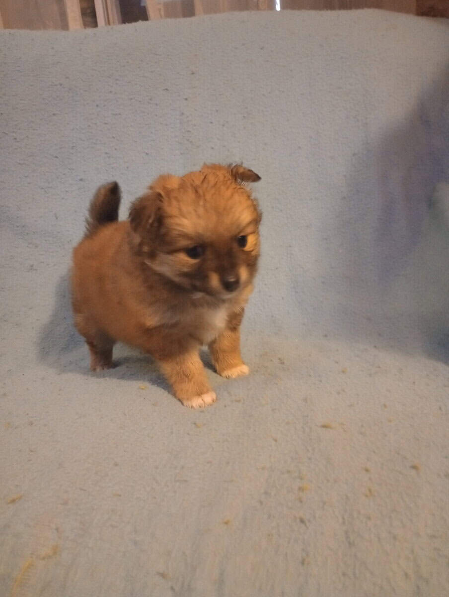 Purebred pomeranian puppies 2 boys 2 girls $650 image 3