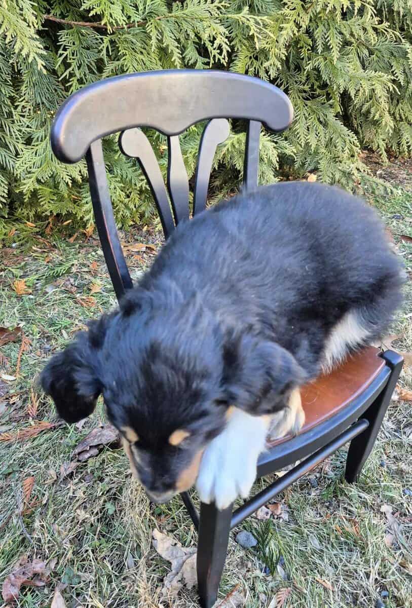 Energetic English Shepherd puppy Max image 2