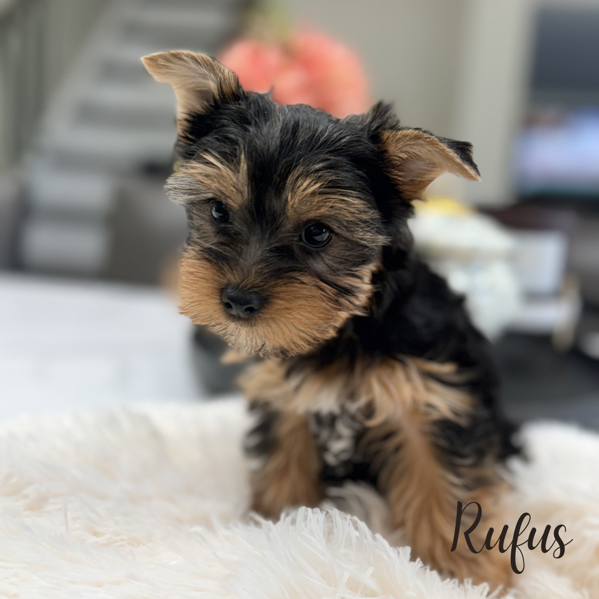 Yorkie puppies image 1