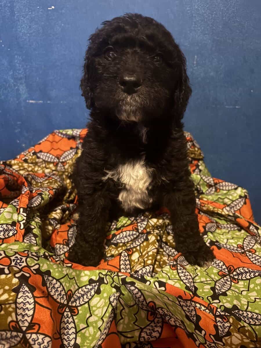 St Bernedoodle pups image 1
