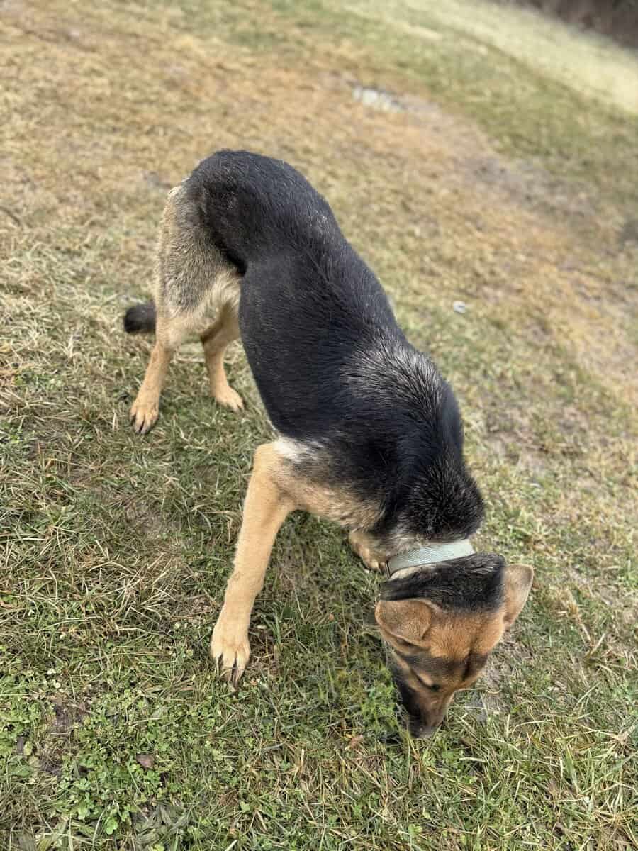 Female German shepherd mix image 2