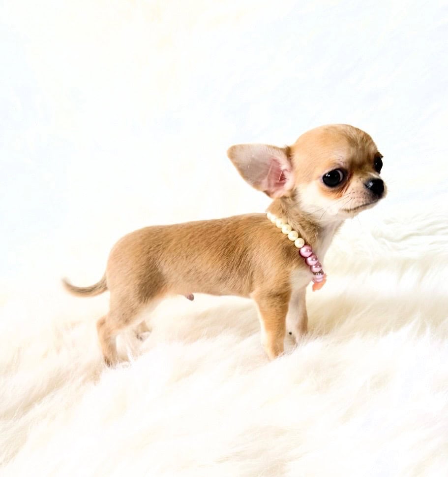 Timmy image 5