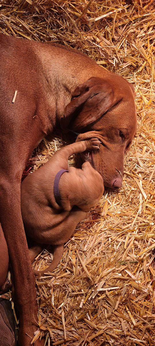 AKC Registered Vizsla Puppies image 8