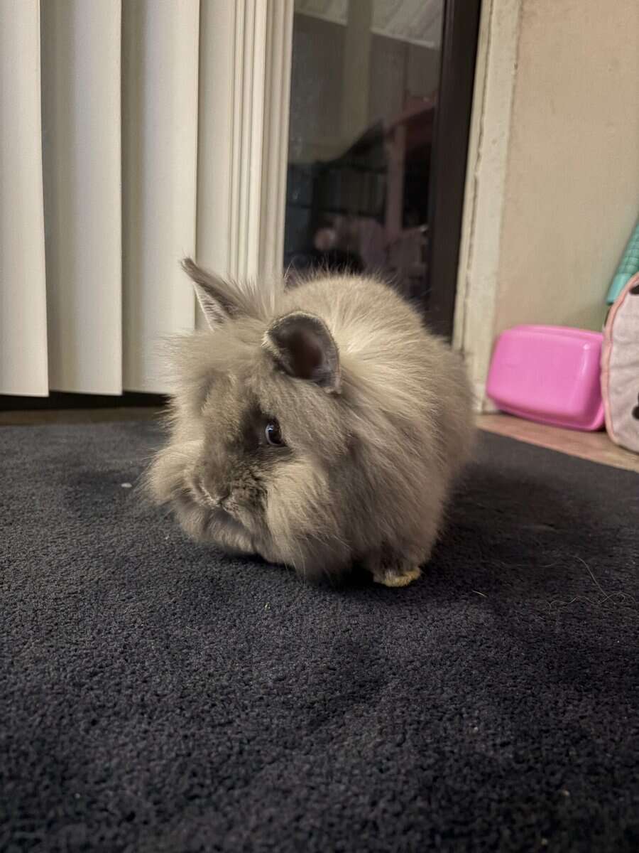 Holland lop mix and Lionshead mix image 2