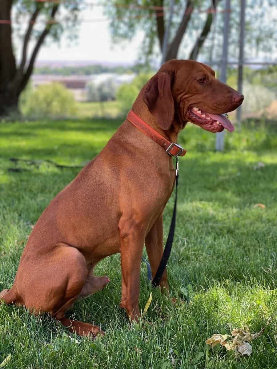 AKC Registered Vizsla Puppies image 11
