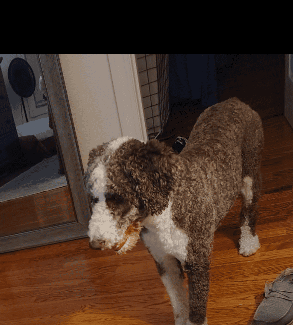 Aussidoodle image 6