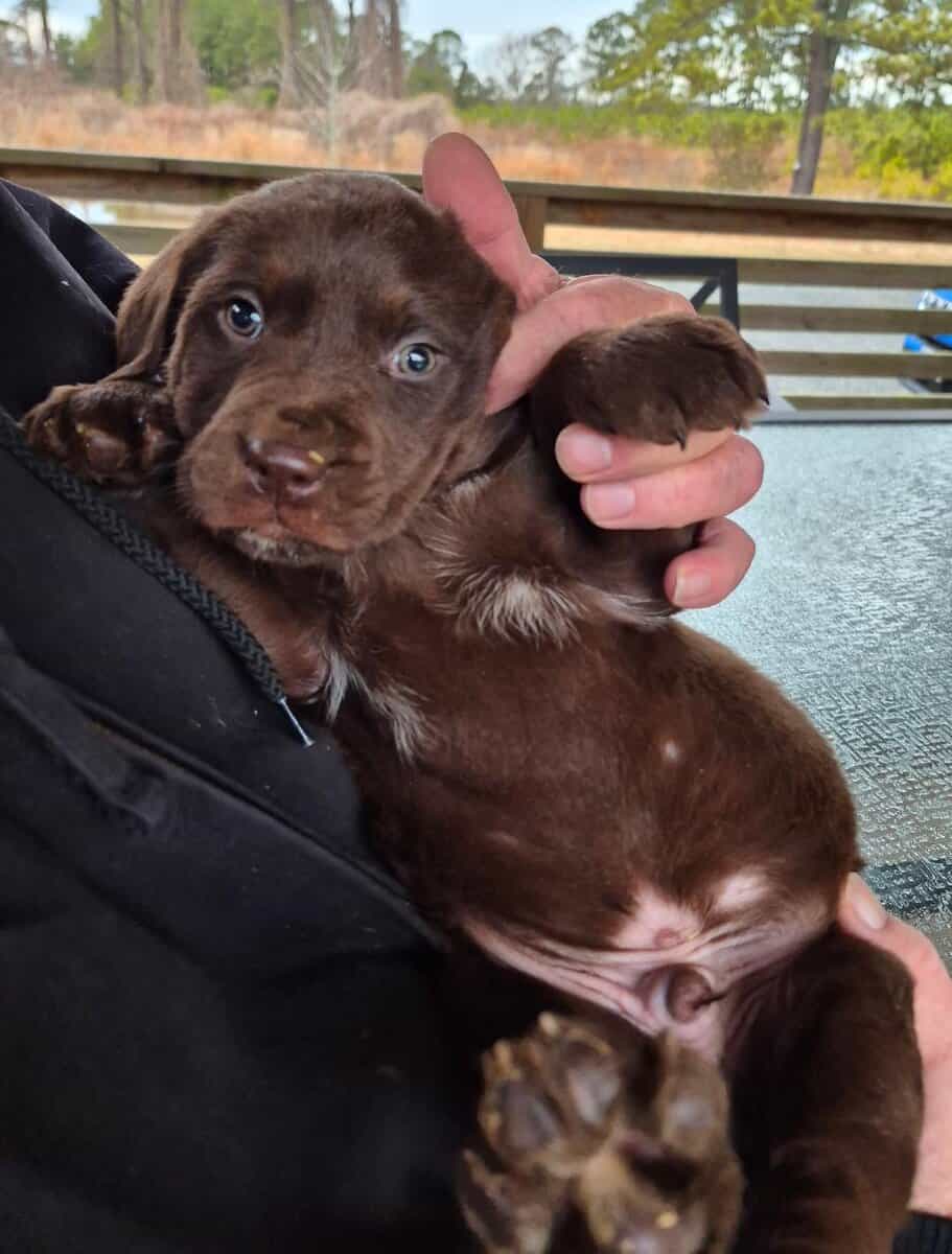 Lab mix pups image 1